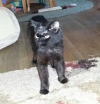 Zeke getting better 2016